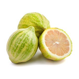 Limon Rosa  Citrus X Limon Eureka Var. Variegata Ya Produce