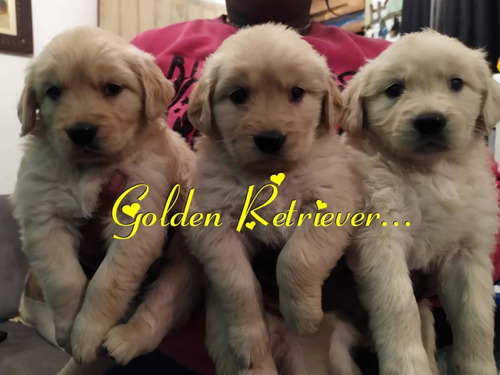 Ultima Fêmea De Golden Retriever