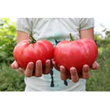30 Semillas Tomate Gigante Brandywine Rojo Exotico Heirloom