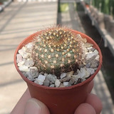 Semillas Cactus - Frailea Pumila