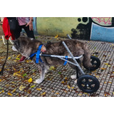 Carro Silla Ortopédica Perro Grande Discapacitado Ajustable