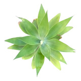 Agave Atenuatta