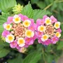 Semillas De Lantana Rosa Y Crema (20) Ideal Jardin Y Cercos