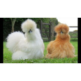 Sedosa Do Japão Silkie Padrão Importada Galinha (ovos)