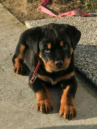 Hermosos Cachorros Rottweiler | Meses sin interés