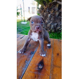 Cachorro Pitbull Red Nose, Chocolate Ef280mil Fotos Reales!