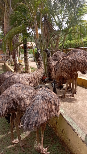 Emu Australiano Adulto 