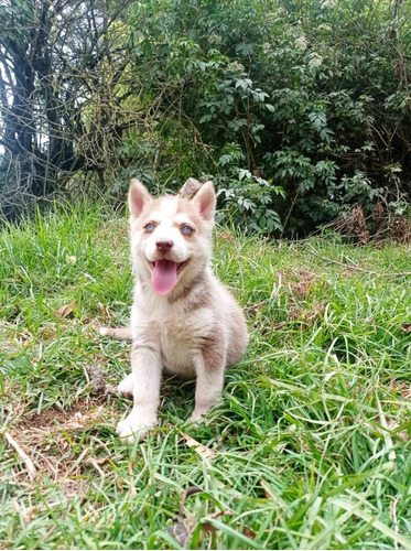 Husky Lobo Siberiano Hembra Y Macho Pelo Largo Rojo