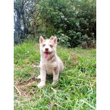 Husky Lobo Siberiano Hembra Y Macho Pelo Largo Rojo