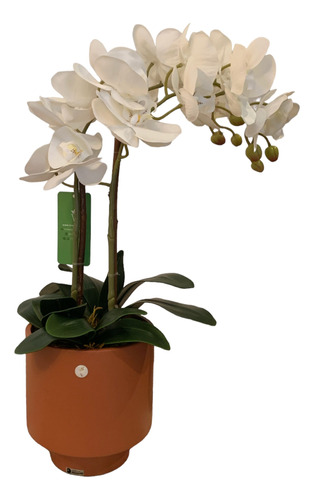 Arranjo De Orquídeas Phalaenopsis Branca Permanentes