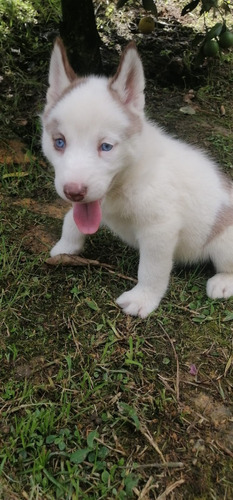 Cachorros Pomsky Puppy Mini Lobo Perros Disponibles!!