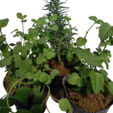  Plantines De Aromaticas N*12 (10 Uni ) 