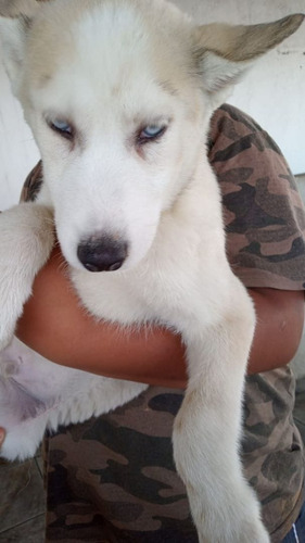 Filhotes De  Husky Siberiano Wolly Olhos Azuis