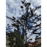 Acacia Morada ( Arbol ) 4mt
