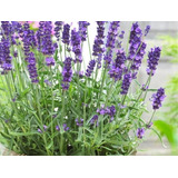 Lavanda Inglesa Planta Grande Arbusto Ornamental