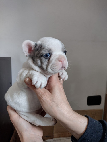 Cachorros Bulldog Francés Exoticos Unicos! Pedigrí Acai 