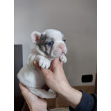 Cachorros Bulldog Francés Exoticos Unicos! Pedigrí Acai 