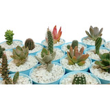 40 Mini Cactus  Suculentas Souvenir Aniversario Boda Evento