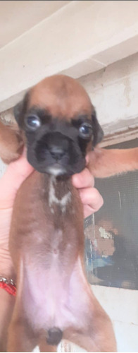 Cachorra  Boxer Cara Negra!!!!!