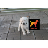 Cachorros Labrador Criadero Premium. Libreta Real