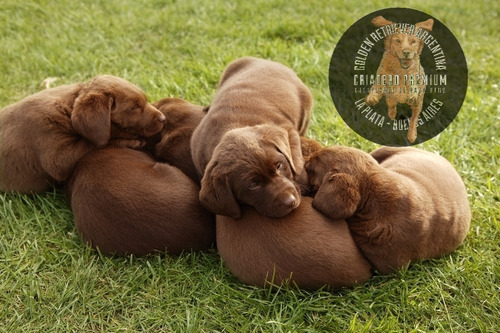 Cachorros Labrador Chocolate Criados Con Amor Y En Libertad(