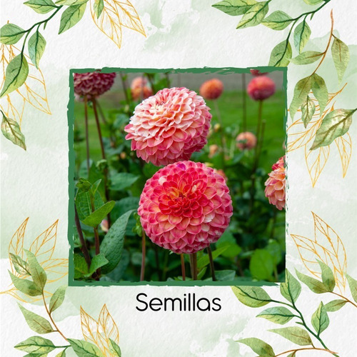 18 Semillas Flor Dalia Pompom  + Obsequio Germinación