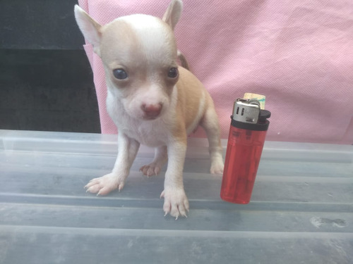  Cachorra Chihuahua Hembra Tacita Miniatura Bolsillo 