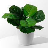 Ficus Planta Artificial Interior Maceta Piedras Y Musgo 40cm