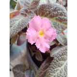 Muda Epicias/tapete De Rainha. Flores Rosa,branca E Vermelha