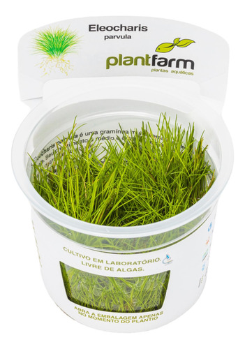 Eleocharis Parvula In Vitro Plant Farm