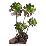 Suculenta Aeonium Arboreum Atropurpureum. Planta Madre Xl