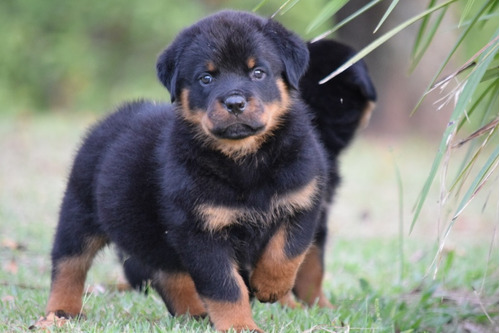 Rottweiler Cachorros Con Registro Accc