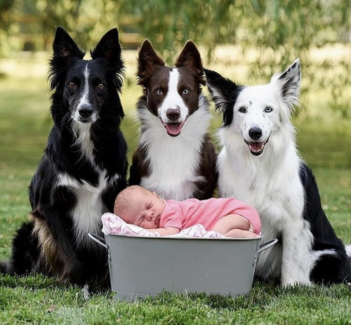 Cachorros Border Collie Envios A Todo El Pais Gratis