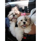 Cachorros Shih Tzu