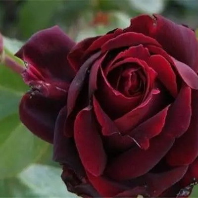 Rosal Japonés Black Magic Rose Exotico Raro Trepador | Meses sin interés