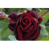 Rosal Japonés Black Magic Rose Exotico Raro Trepador