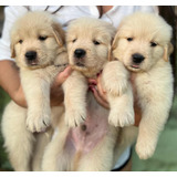 Cachorros Golden Retriever 