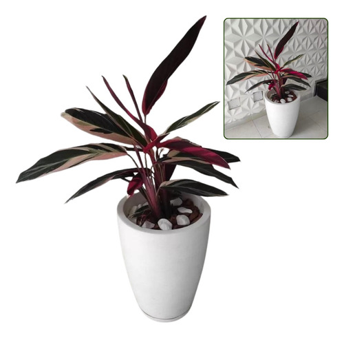 Planta Calathea Triostar Maranta Tricolor + Vaso Decorativo