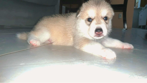 Filhotes De Husky Siberiano.