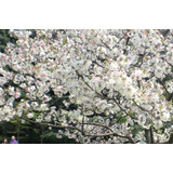 Árbol De Cerezo Japones Llorón Blanco + Regalo