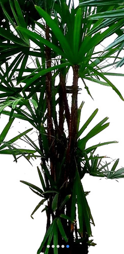 Palmera Raphis Excelsa O Palma Bambu.