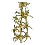 Orquídea Eria Javanica Plantas De Misiones