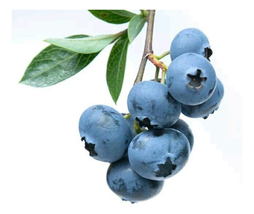 Planta Arándano Azul - Fruto Del Bosque!!!