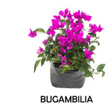Buganvilia (varios Colores) De 50cm A 1m Aprox. 