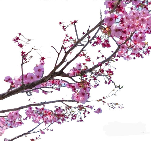 Cerezo Sakura Japones ( Prunus Serrulata) 1,70 M . Nat Act