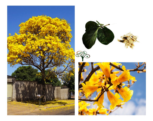 1.000 Sementes Ipê Amarelo Paulista (tabebuia Chrysotricha)