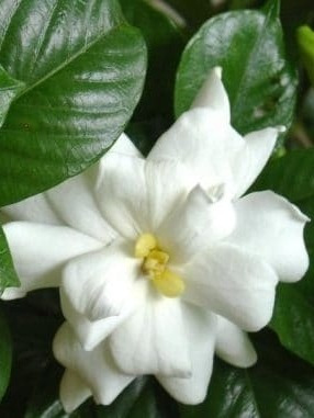 Jazmín Kimura 3l Gardenia Augusta Kimura Greenonline Vivero