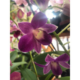 Orquídeas Dendrobium Phalaenopsis