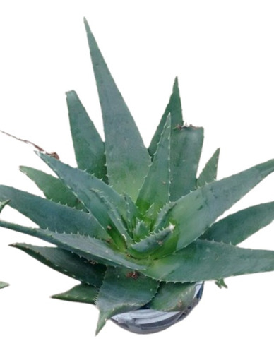 Sabila Barbadensis Miller 30 Cm Hoja Ancha Aloe Vera Planta