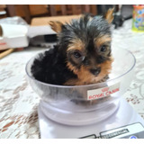 Yorkshire Terrier Cachorro  Mini